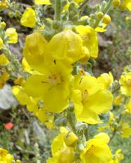 Fotografia da espécie Verbascum simplex