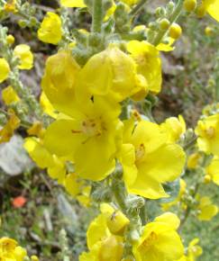 Fotografia da espécie Verbascum simplex